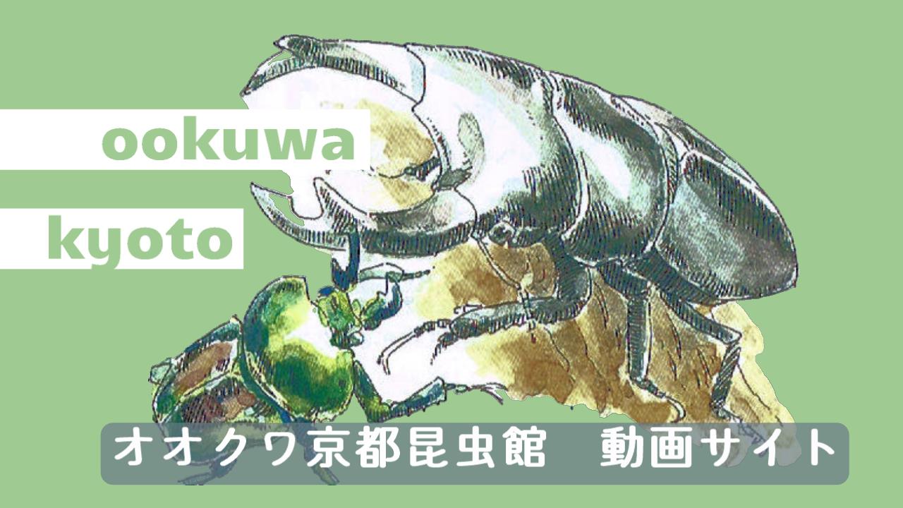オオクワ京都昆虫館の動画サイト